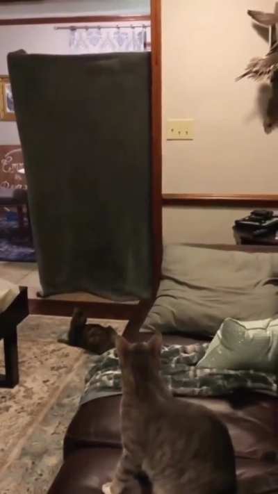 Cat magic