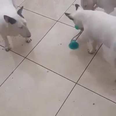 I think I better not buy that toy for my pets