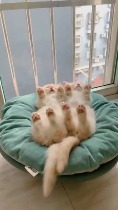 aww