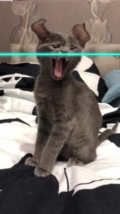Scrungy tiktok cat