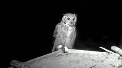 Great horned owl crushes a mouse and swallows it whole