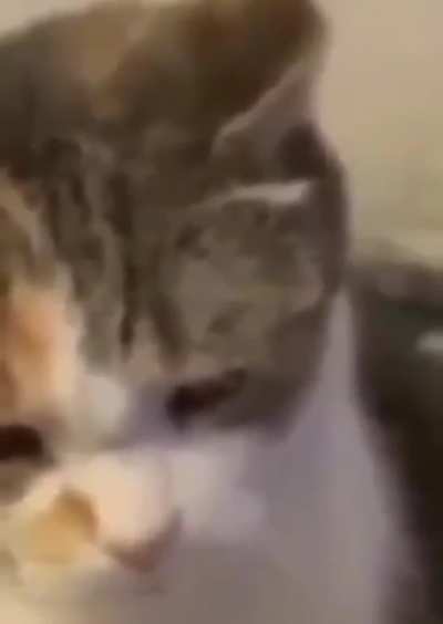 sad cat fail