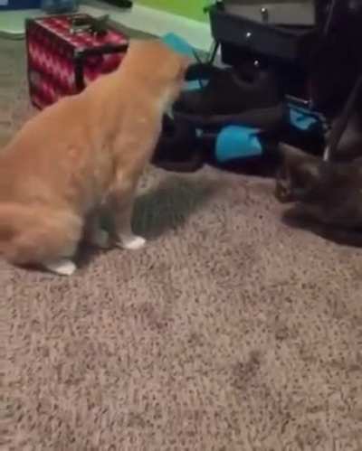 Not only does he sit on his tail, he then puts both front paws on it. This can only end badly.