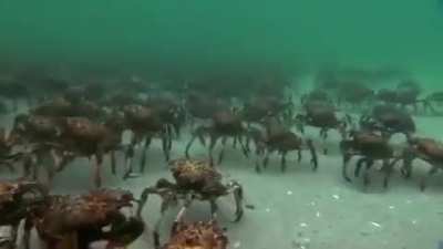 Crabs walking under waves