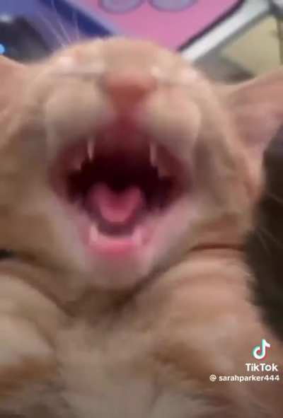 Chester Cattington