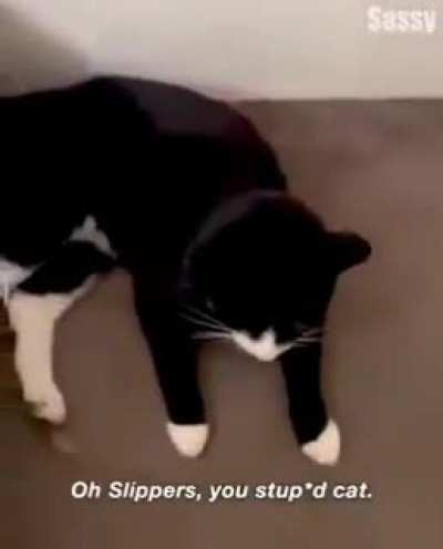 Slippers, what have you done!