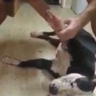 Man sticking his dog with (porcupine) needles(?)