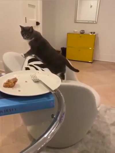 a real cat drama
