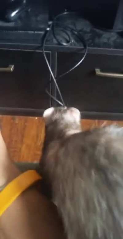 No ferrets were harmed