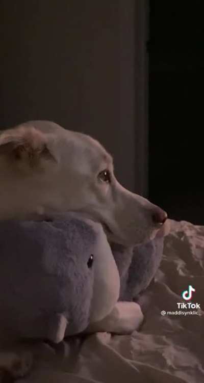 This dog has mommy issues
