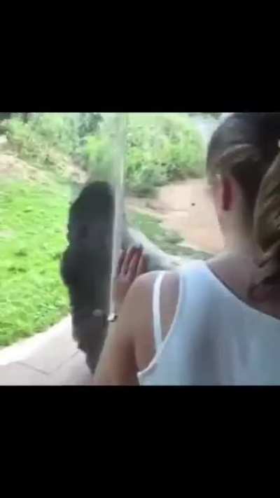 Monkey compilation