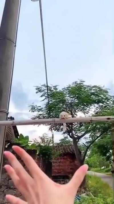 Is this gliding rodent in Australia?