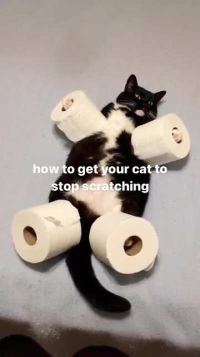 Nice kitty