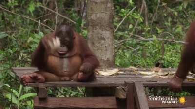 confused monkey