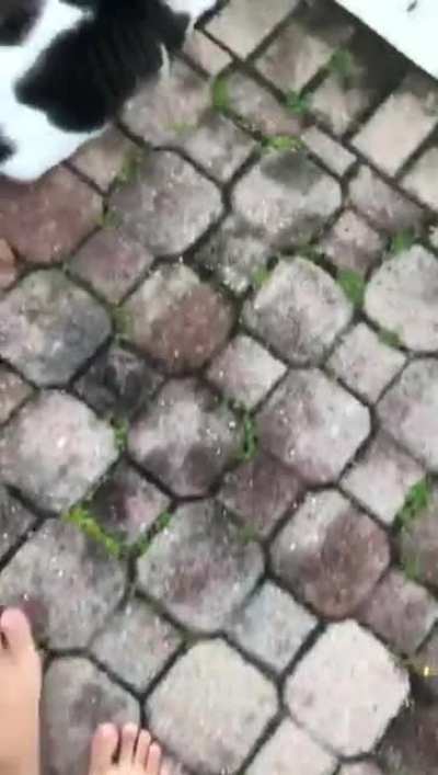 Cats
