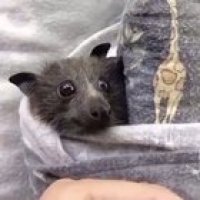 I AM THE NIGHT! I AM TERRoooooh, a stawberry!