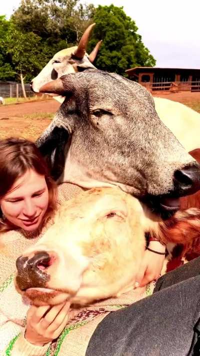 Cow Cuddle Puddle