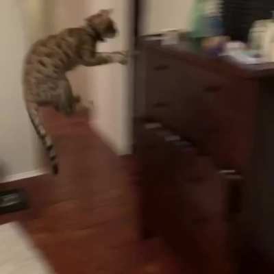 when I tell my cat she can’t have her pills: