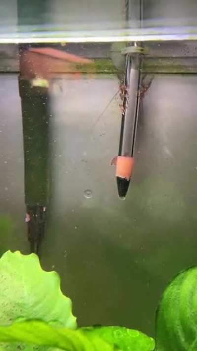 Shrimp having joyride
