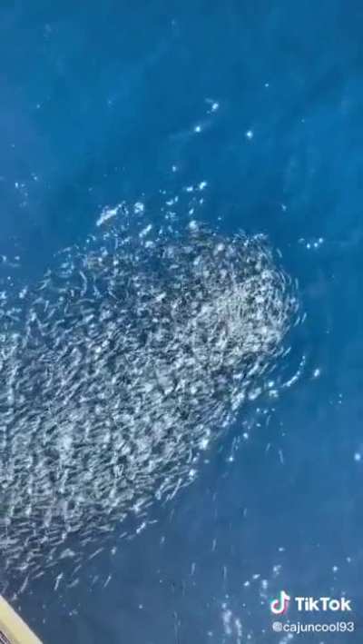 Shoreline IRL
