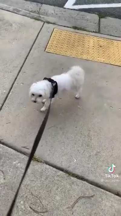 Billie Jean is not my dog