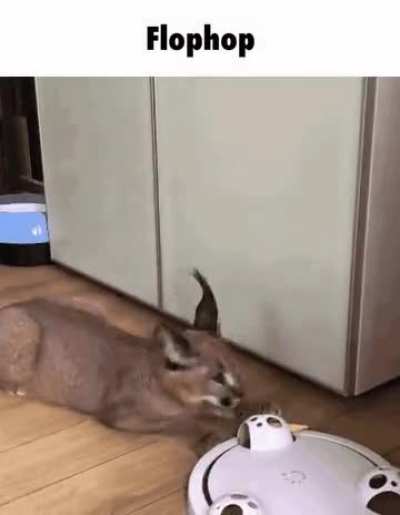 he hop