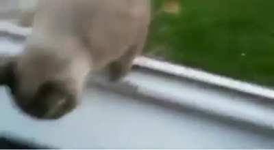 I must go, my person needs me!