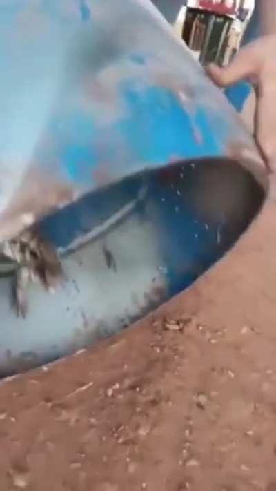 Lizards don’t always want to kill you… but this one does