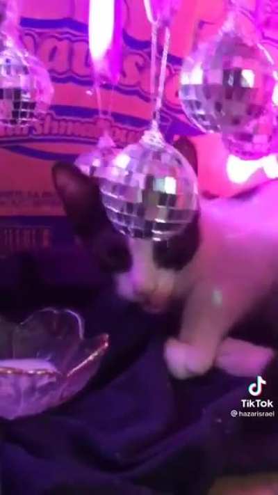 La michi fiesta!