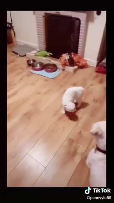 Last Tango in Kitchen