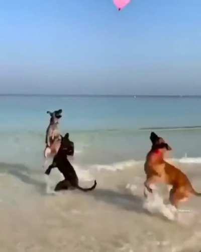 Sometimes you just gotta have a FUN DAY !!