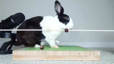 Bunny roll