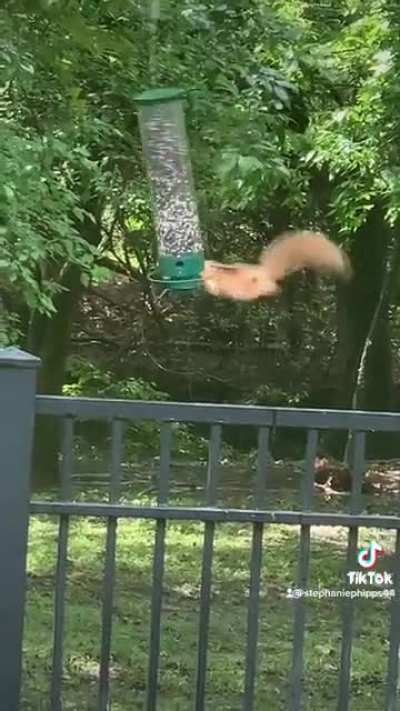 Flying squirrel