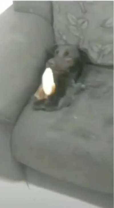 Que isso tobia ?