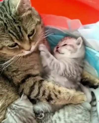 Touch Tha Mommy!