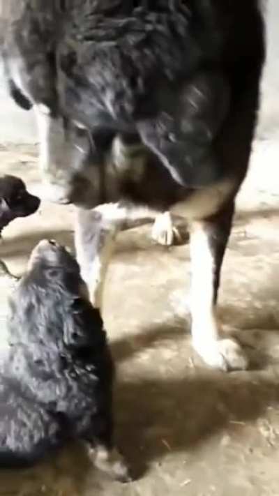 Mama doggo corrects pups behaviour