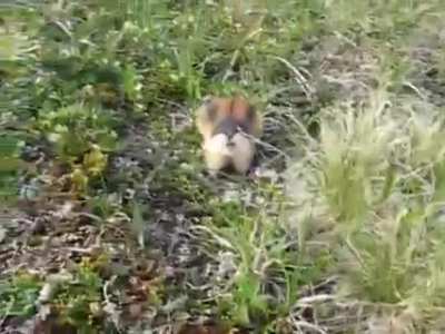 This lemming is not backing down