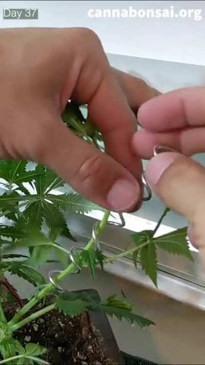 Cloned an Autoflower then gave it a bonsai aesthetic