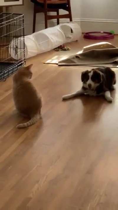 Puppy trying her best to convince the cat to play with her