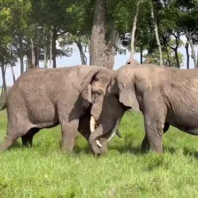 A Pair Of Bull Elephants Fighting