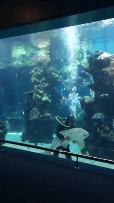 This Shark approaching a diver