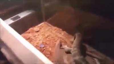 lizard