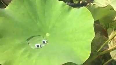 Googly eyes works with anything...