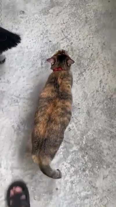 cats are wildly unpredictable 