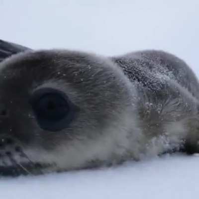 Boop the camera