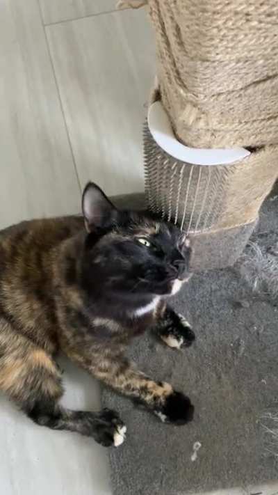 Minerva is Missing Her Back Left Leg - Which Means She Needs Help Scratching Her Left Ear
