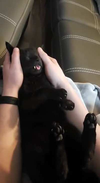 Have you ever seen a more chilled out cat?