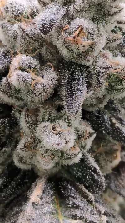 Dosi-Breath Day 57