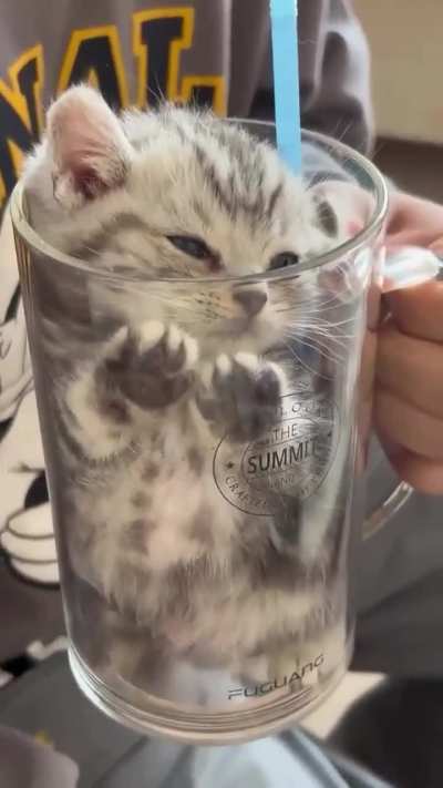 Smol kitty wanted to get into the glass 🥰