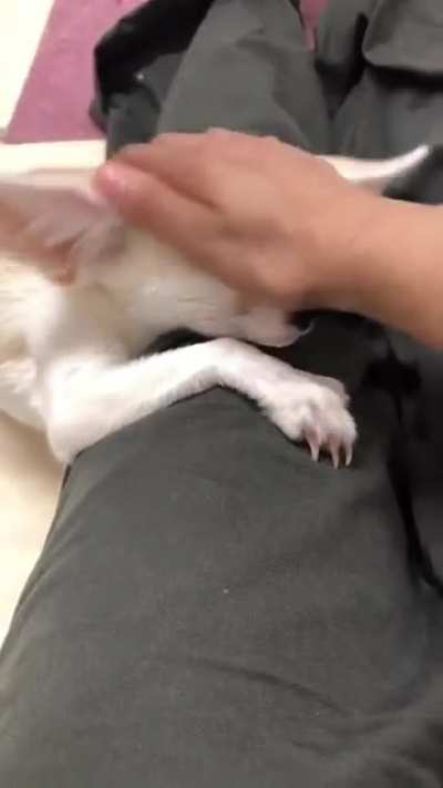 Fen